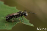 Dwerggroefbij (Lasioglossum pygmaeum) 