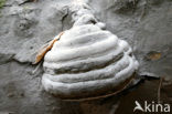 Echte tonderzwam (Fomes fomentarius)