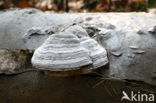 Echte tonderzwam (Fomes fomentarius)