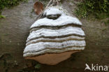 Echte tonderzwam (Fomes fomentarius)