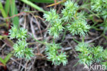 Eenjarige hardbloem (Scleranthus annuus)