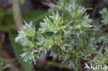 Eenjarige hardbloem (Scleranthus annuus)