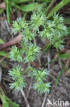 Eenjarige hardbloem (Scleranthus annuus)