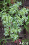 Eenjarige hardbloem (Scleranthus annuus)