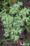 Eenjarige hardbloem (Scleranthus annuus)