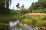 Empese en Tondense Heide