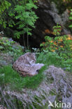 Eurasian Lynx (Lynx lynx)