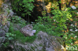 Eurasian Lynx (Lynx lynx)