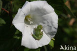 Europese boomkikker (Hyla arborea) 