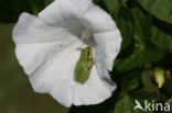 Europese boomkikker (Hyla arborea) 