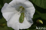 Europese boomkikker (Hyla arborea) 