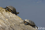 Europese moerasschildpad (Emys orbicularis)