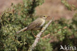 Willow Warbler (Phylloscopus trochilus)