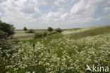 Cow Parsley (Anthriscus sylvestris)