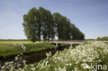 Cow Parsley (Anthriscus sylvestris)