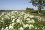 Cow Parsley (Anthriscus sylvestris)