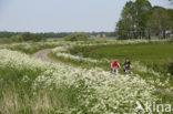 Cow Parsley (Anthriscus sylvestris)