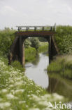 Cow Parsley (Anthriscus sylvestris)