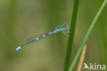 Gaffelwaterjuffer (Coenagrion scitulum)