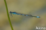 Dainty Damselfly (Coenagrion scitulum)