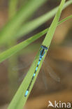 Gaffelwaterjuffer (Coenagrion scitulum)