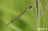 Dainty Damselfly (Coenagrion scitulum)