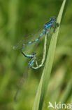 Dainty Damselfly (Coenagrion scitulum)