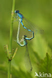 Gaffelwaterjuffer (Coenagrion scitulum)