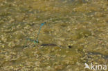 Gaffelwaterjuffer (Coenagrion scitulum)