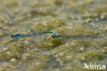 Dainty Damselfly (Coenagrion scitulum)