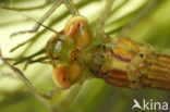 Dainty Damselfly (Coenagrion scitulum)