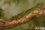 Gaffelwaterjuffer (Coenagrion scitulum)