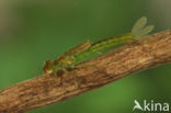 Gaffelwaterjuffer (Coenagrion scitulum)