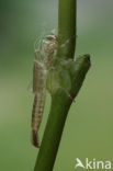 Gaffelwaterjuffer (Coenagrion scitulum)