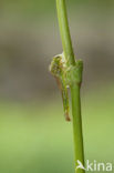 Dainty Damselfly (Coenagrion scitulum)