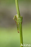 Gaffelwaterjuffer (Coenagrion scitulum)