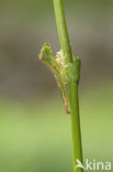Gaffelwaterjuffer (Coenagrion scitulum)