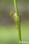 Dainty Damselfly (Coenagrion scitulum)