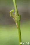 Gaffelwaterjuffer (Coenagrion scitulum)