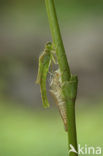 Gaffelwaterjuffer (Coenagrion scitulum)