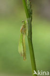 Gaffelwaterjuffer (Coenagrion scitulum)