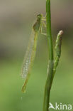 Gaffelwaterjuffer (Coenagrion scitulum)