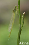 Dainty Damselfly (Coenagrion scitulum)