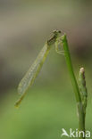 Gaffelwaterjuffer (Coenagrion scitulum)