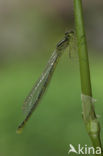 Gaffelwaterjuffer (Coenagrion scitulum)