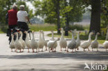 Goose (Anser spec.)