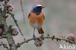 Gekraagde Roodstaart (Phoenicurus phoenicurus)