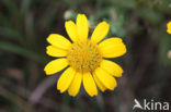 Corn Marigold (Chrysanthemum segetum)