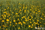 Gele ganzenbloem (Chrysanthemum segetum)