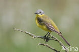 Gele Kwikstaart (Motacilla flava) 